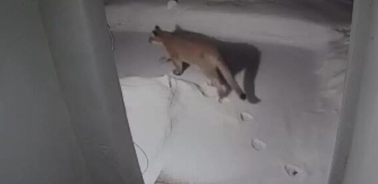 Mountain Lion Sighting Prompts Authorities to Issue Safety Warning in Denver Area